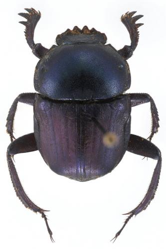 Garreta azureus